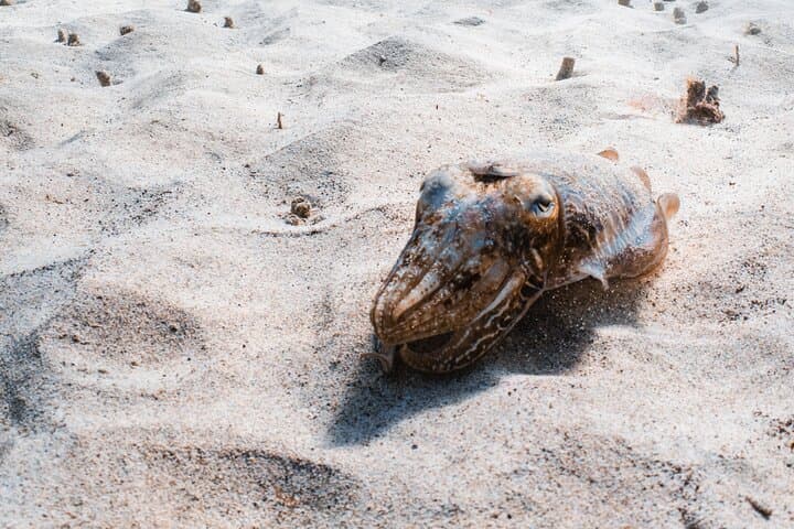 Lanzarote: Try Scuba Diving – No Experience Needed