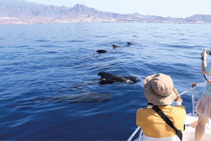 Costa Adeje : Cetacean sighting in Tenerife South