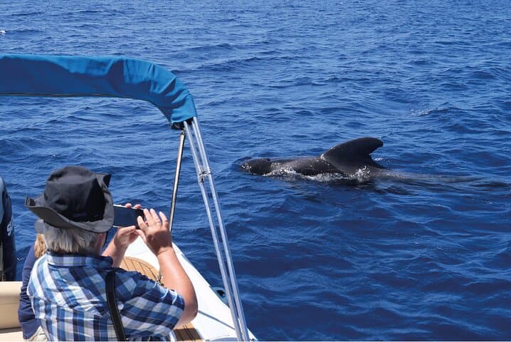 Costa Adeje : Cetacean sighting in Tenerife South
