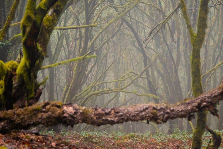 Tenerife Hiking in Enchanted Forest Above Masca with PICKUP