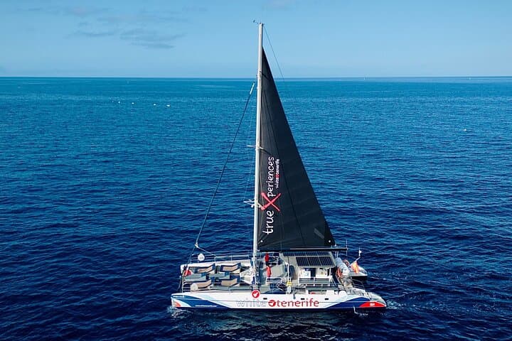 Whale watching Tenerife