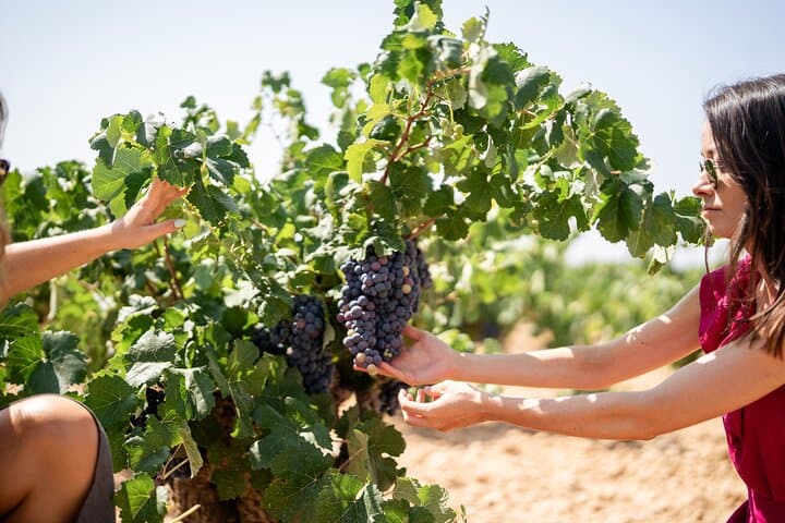 Two wineries tour with wine tasting