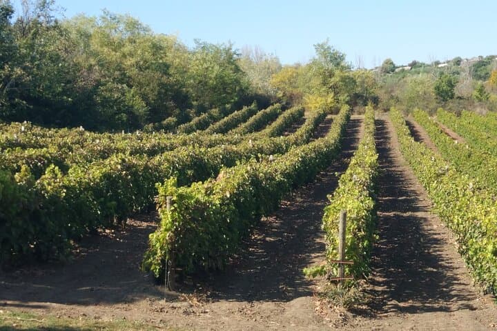 Family Winery of Three Generations (5 testings) Transfer included