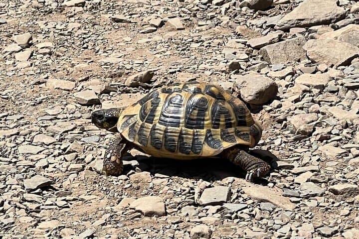 Turtle Day