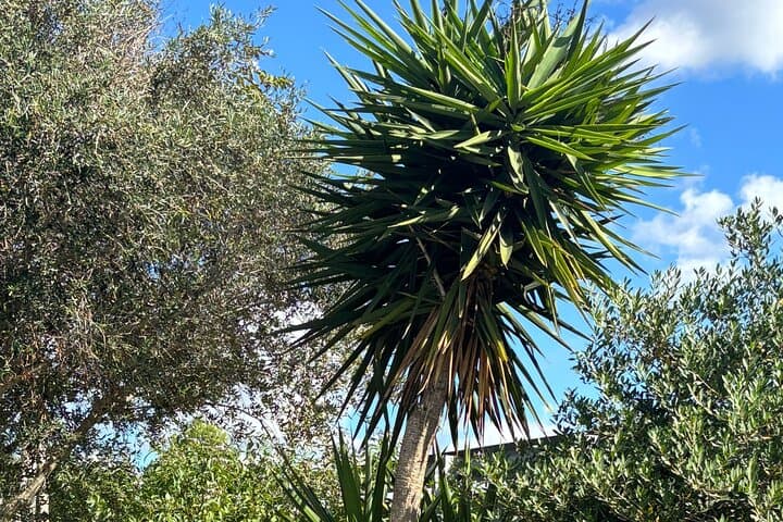 Flora