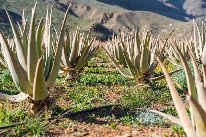 Picos de Gran Canaria by Minibus: Firgas, Teror, Aloe Vera and More
