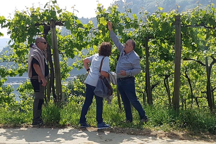 Learning about Txakoli