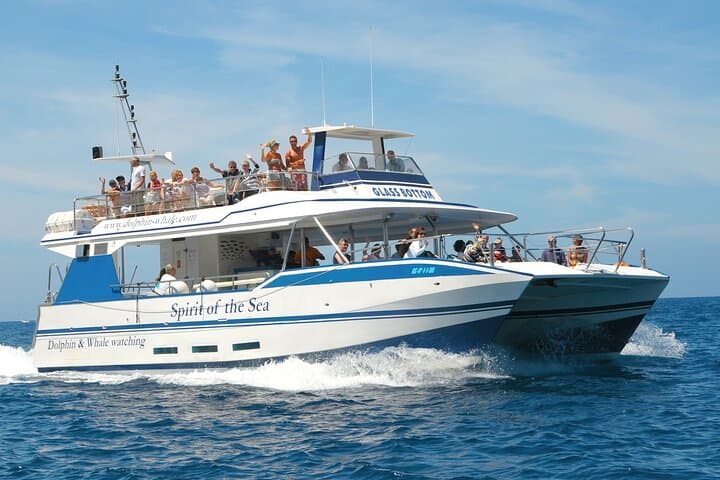 Spirit of the Sea: Cetacean sighting in Gran Canaria