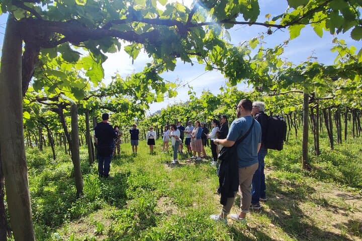 Private Txakoli Wine Tour through the Coast from San Sebastian