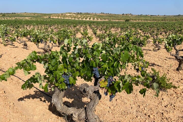 Pago Vineyards & Premium Wines 1/2 Day Requena -Private