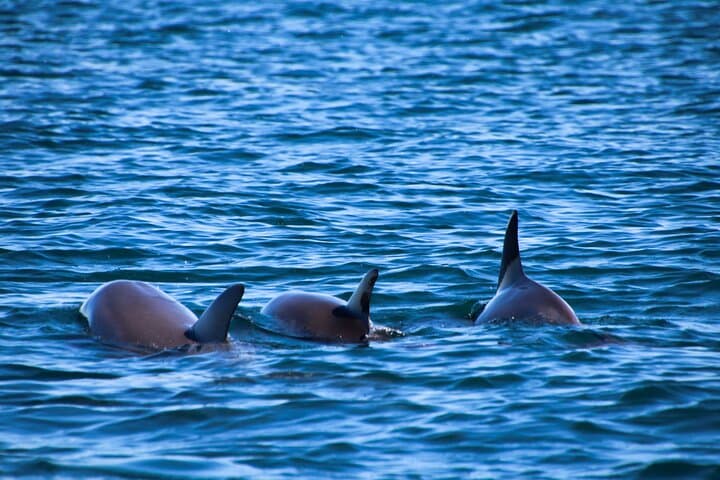 Delfines comiendo en familia por Sotogrande