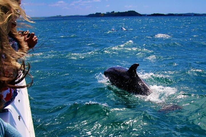 Delfines junto a barco
