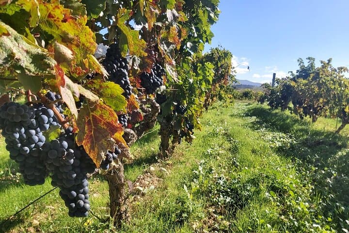 Vineyards