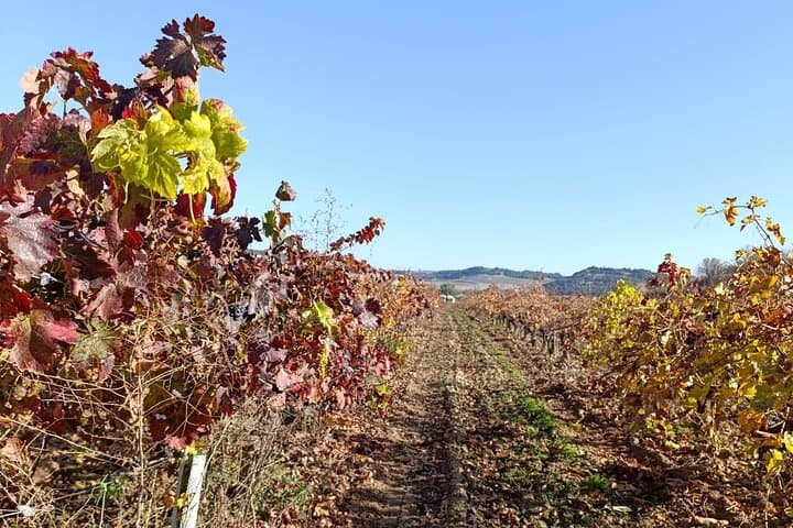 Ribera del Duero Wine Tour from Madrid with 2 Wineries & Tastings