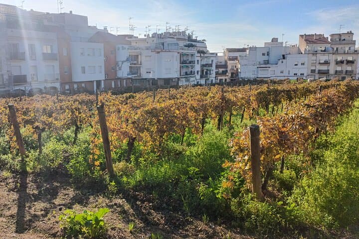 Cultural coastal trip with winery visit from Barcelona