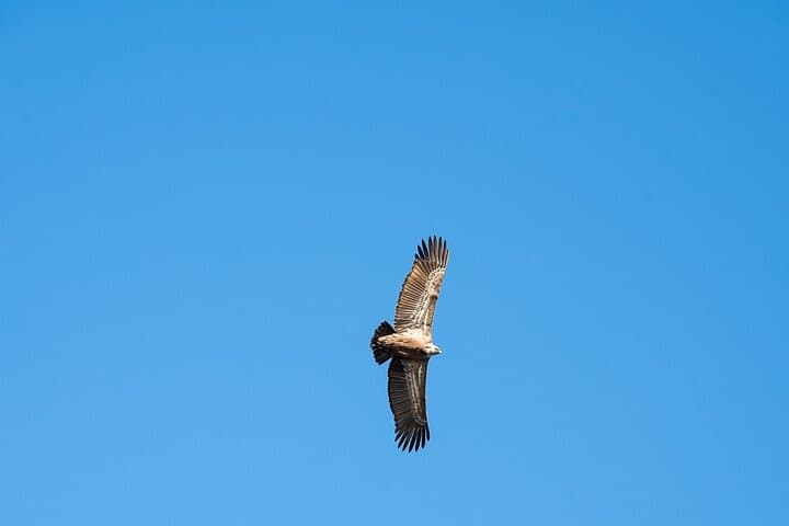 Vulture Leonado