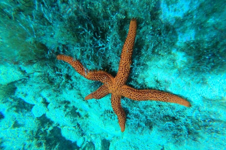 STARFISH SNORKELLING