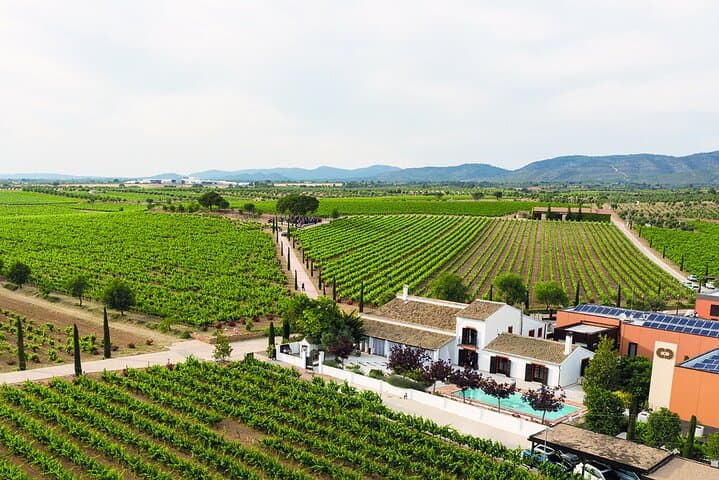Valencia Vineyard Tour with Wine Tasting, Cava and Snacks