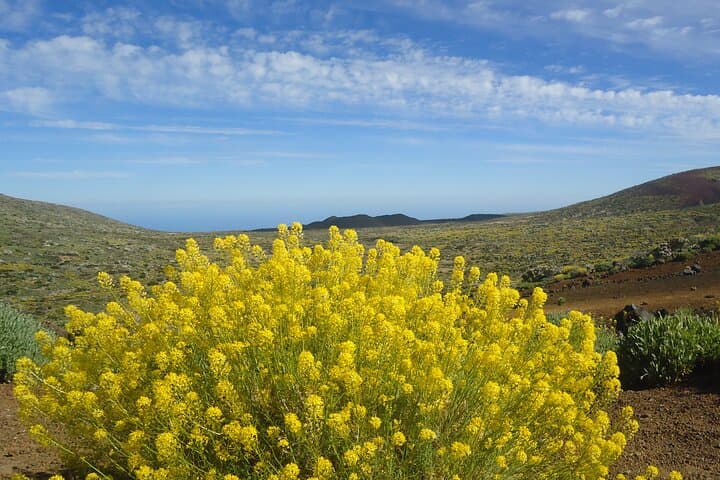 Spring in Las Cañadas