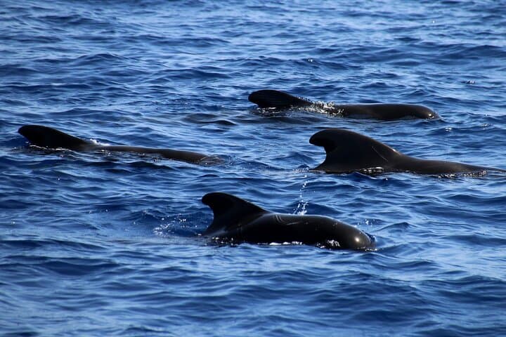 Walbeobachtung auf La Gomera