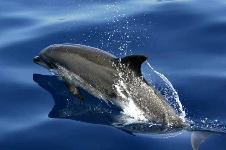 Walbeobachtung auf La Gomera