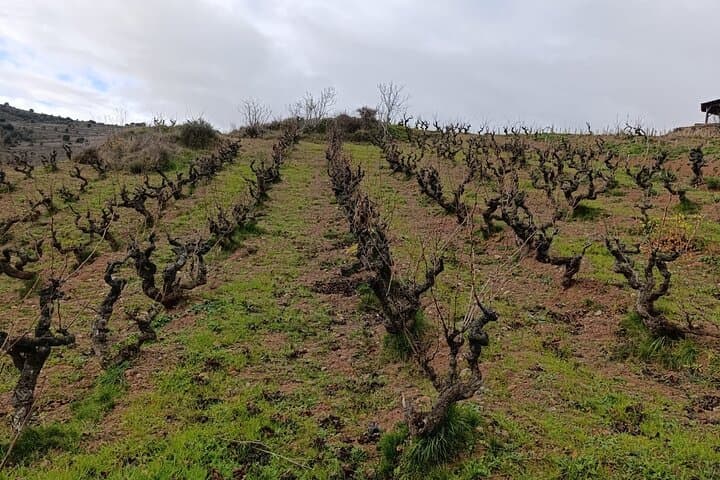 3 Day 2 Night Private Tour to Rioja From Madrid