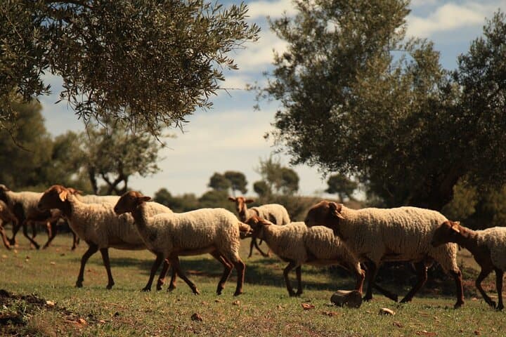 Granada: Nature, Wildlife and Authentic Villages E-bike Tour