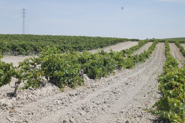 Cerro Obregón vineyard