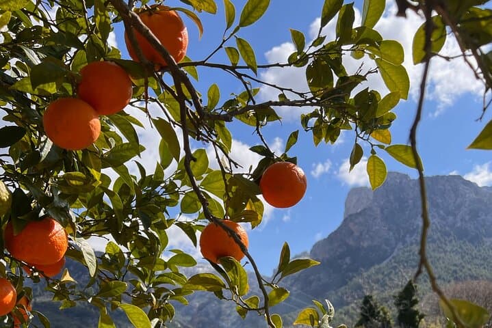 Soller Valley Walk with Orange Farm Visit