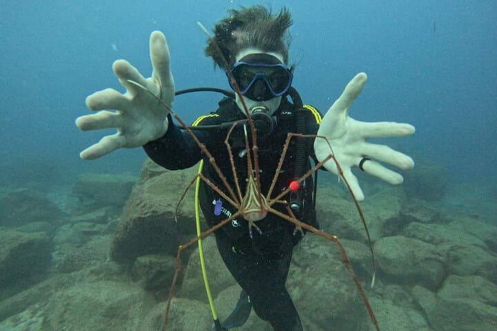 Spider crab
