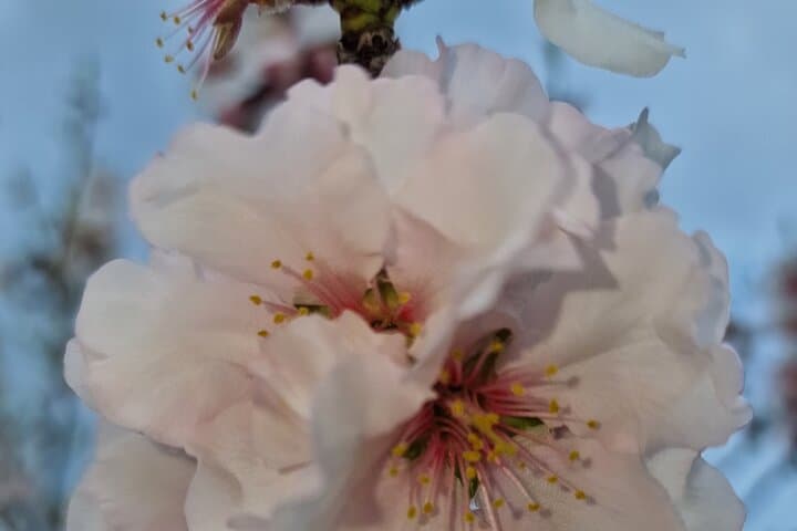 Mallorca Almond Blossom Tour by Minibus incl. pick up South Coast