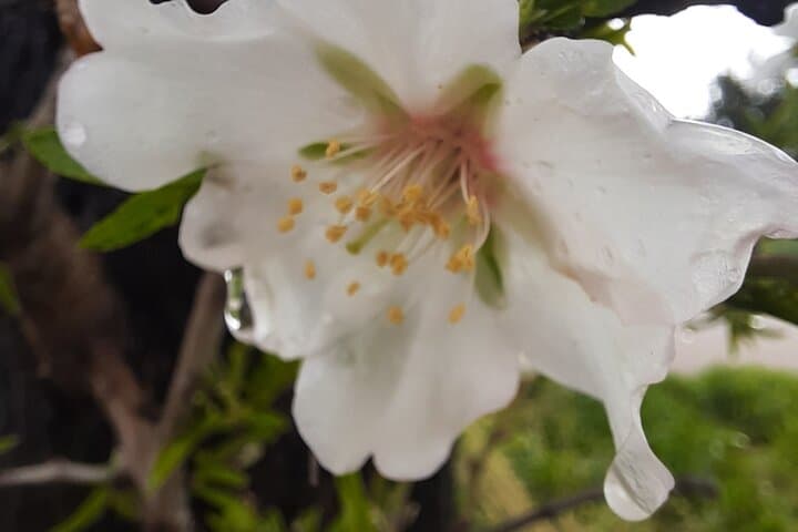 Mallorca Almond Blossom Tour by Minibus incl. pick up South Coast