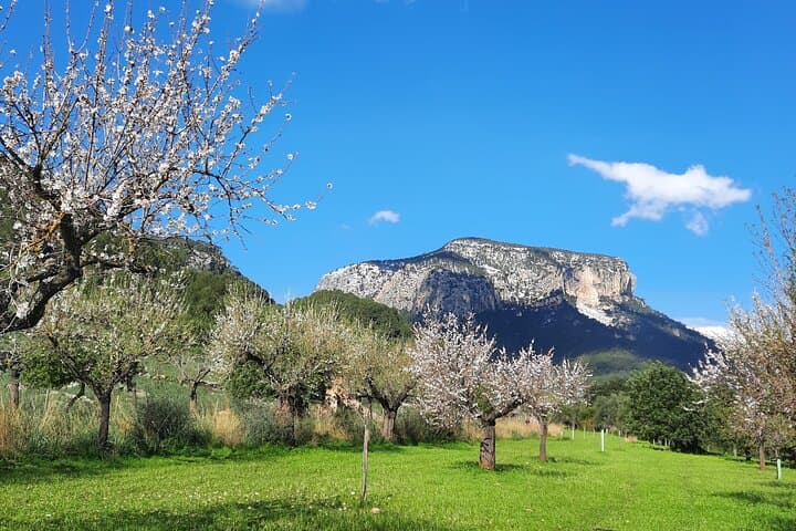 Mallorca Almond Blossom Tour by Minibus incl. pick up South Coast