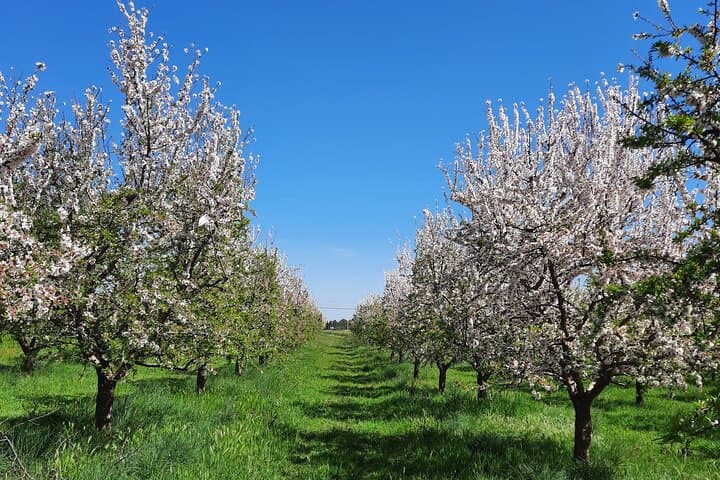 Mallorca Almond Blossom Tour by Minibus incl. pick up South Coast