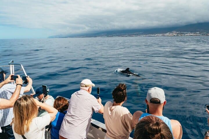 Tenerife Ecoyacht Tour for Whale Watching