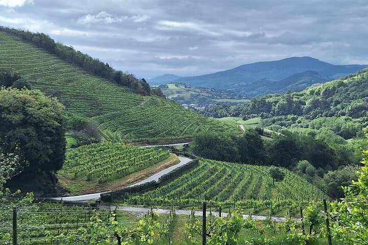 Hiking the Camino de Santiago Along Vineyards from San Sebastian