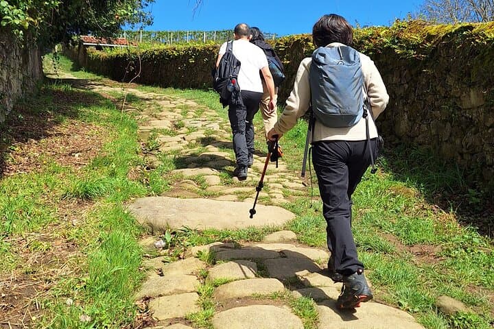 Hiking the Camino de Santiago Along Vineyards from San Sebastian