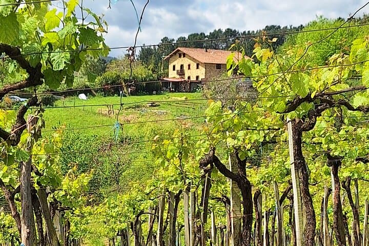 Hiking the Camino de Santiago Along Vineyards from San Sebastian