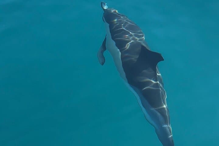 Private tour Catamaran Benalmádena: Dolphins, Cava & Fishing