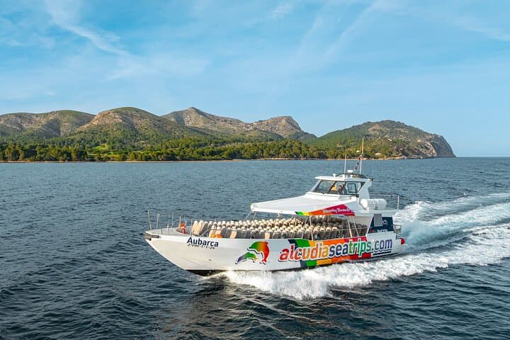 Dolphin Adventure: Fast Boat Dolphin Watching in Mallorca