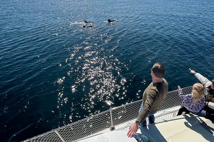 2h boat trip looking for dolphins in Estepona/drink&snacks