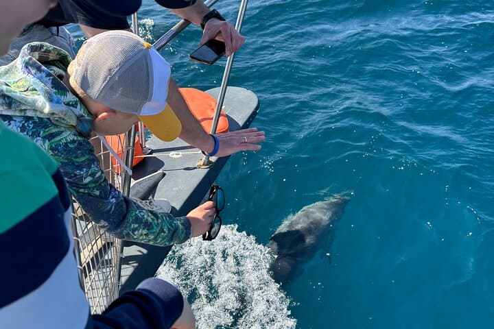 2h boat trip looking for dolphins in Estepona/drink&snacks