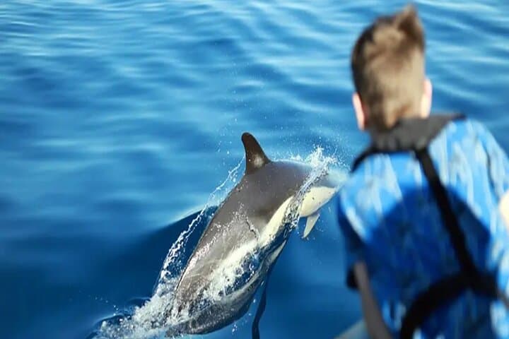 Dolphin Watching Boat Safari in Lanzarote