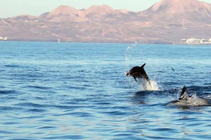 Dolphin Watching Boat Safari in Lanzarote