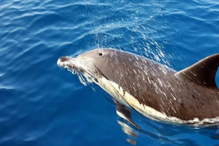 Dolphin Watching Boat Safari in Lanzarote