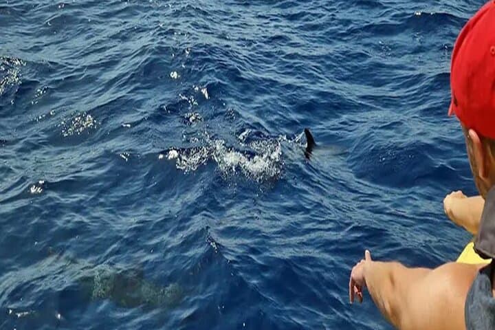 Dolphin Watching Boat Safari in Lanzarote