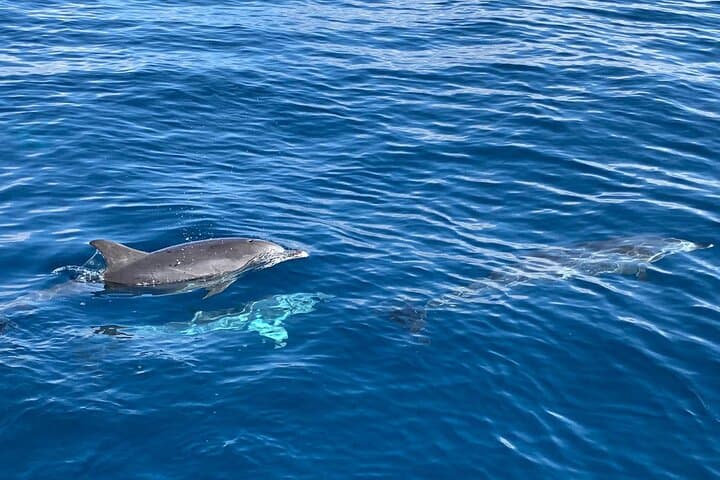 Dolphin Tours in Fuerteventura and snorkeling on the coast