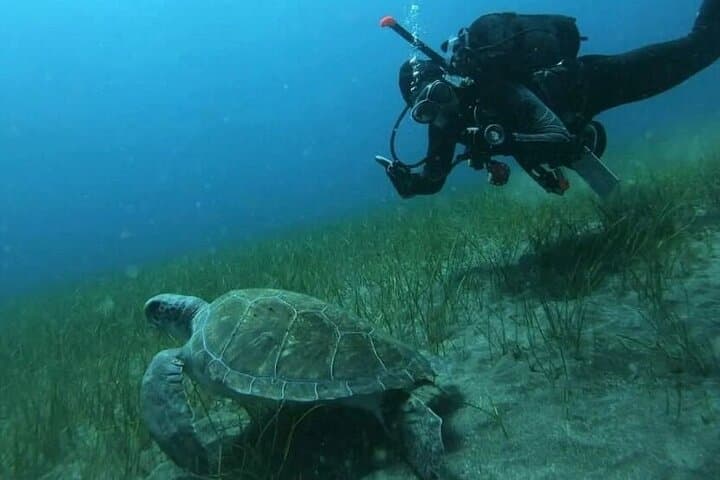 Scuba Diving in Turtle and Ray Area