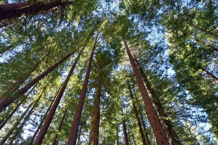 Sequoia Forest and San Vicente de la Barquera Tour
