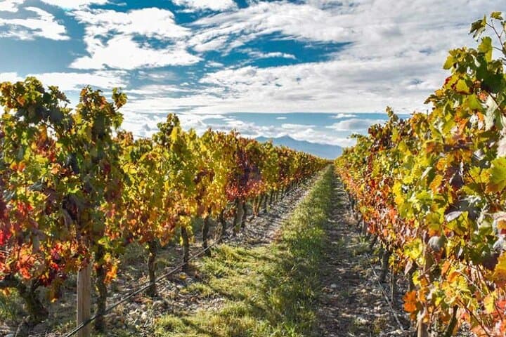 Vineyard walk